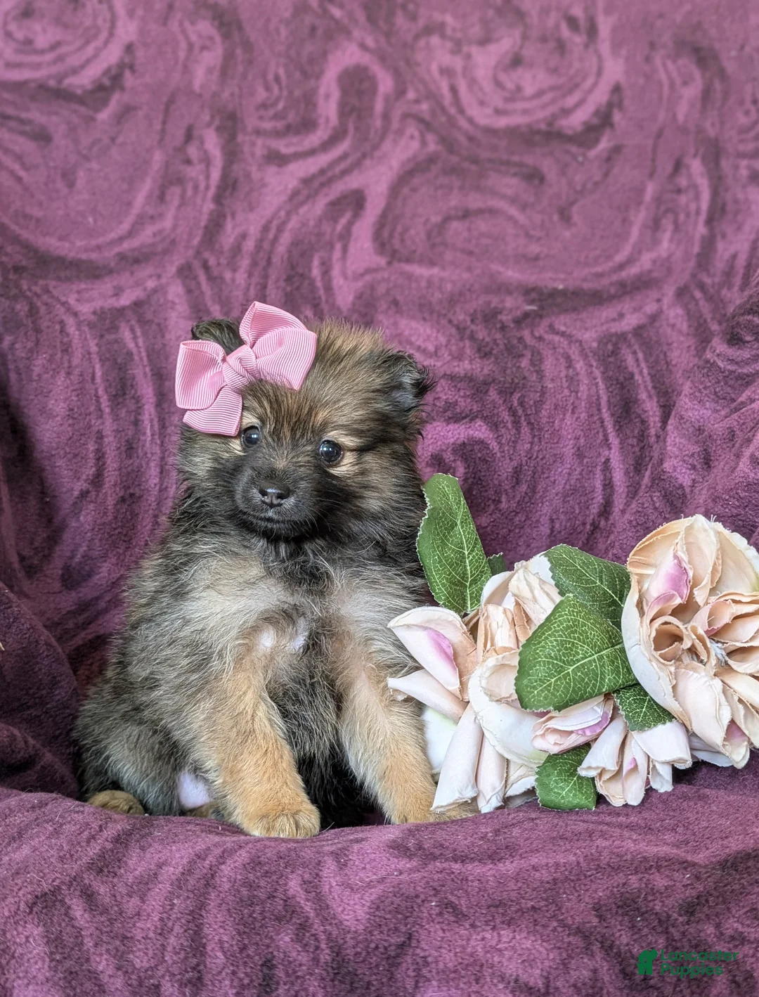 Pomeranian dogs for sale: Jennae - Ad 1