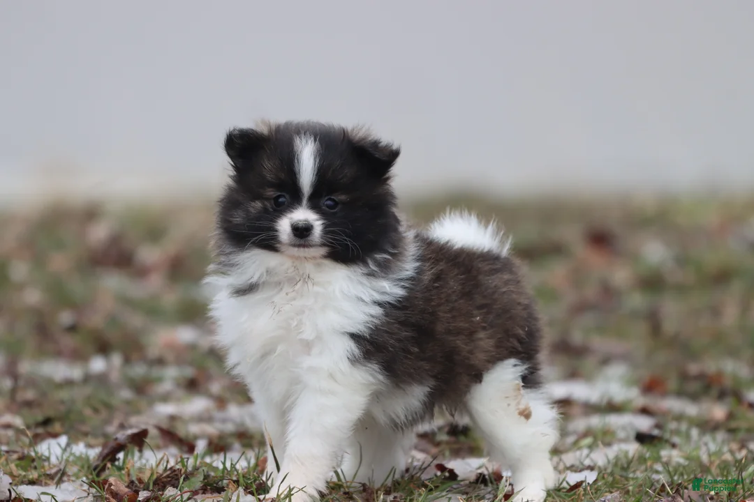 Pomeranian dogs for sale: Squirrel  - Ad 2