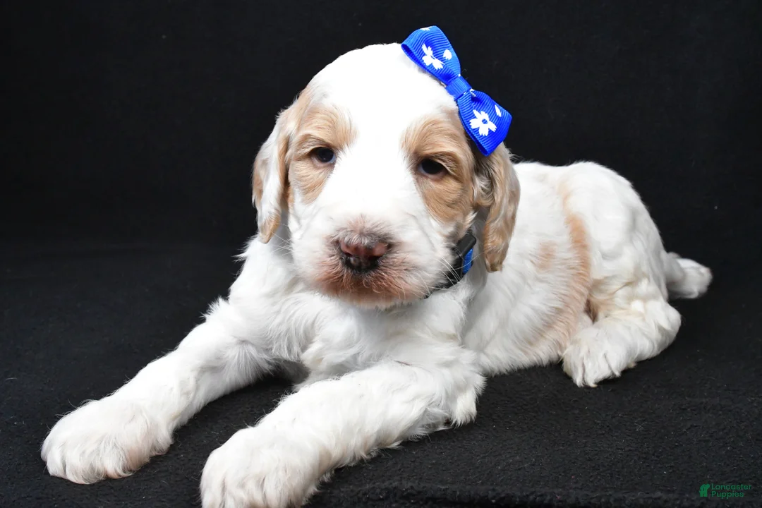 Standard Poodle dogs for sale: Frank - Ad 2