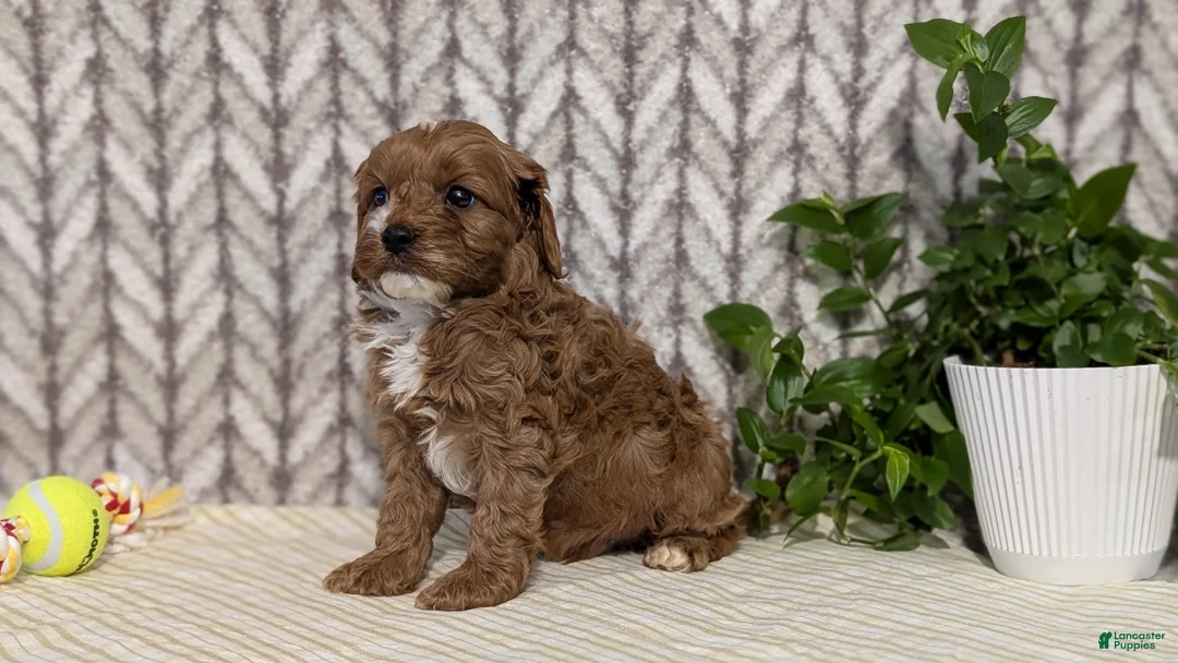 Cavapoo dogs for sale: Cody - Ad 3