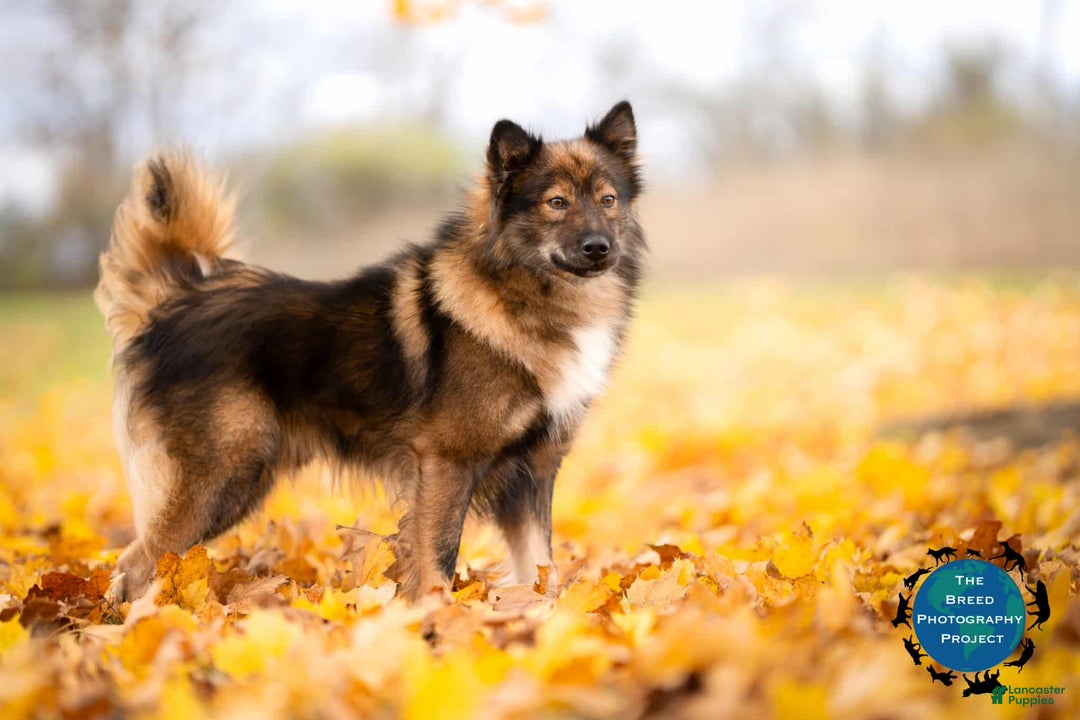 Nenets Herding Laika dogs for sale: Rowan - Ad 12