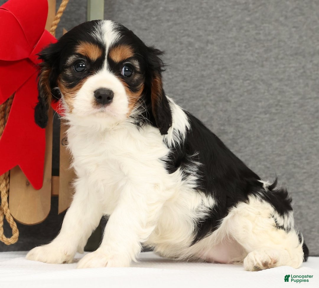 Cavalier King Charles Spaniel dogs for sale: Molly - Ad 2