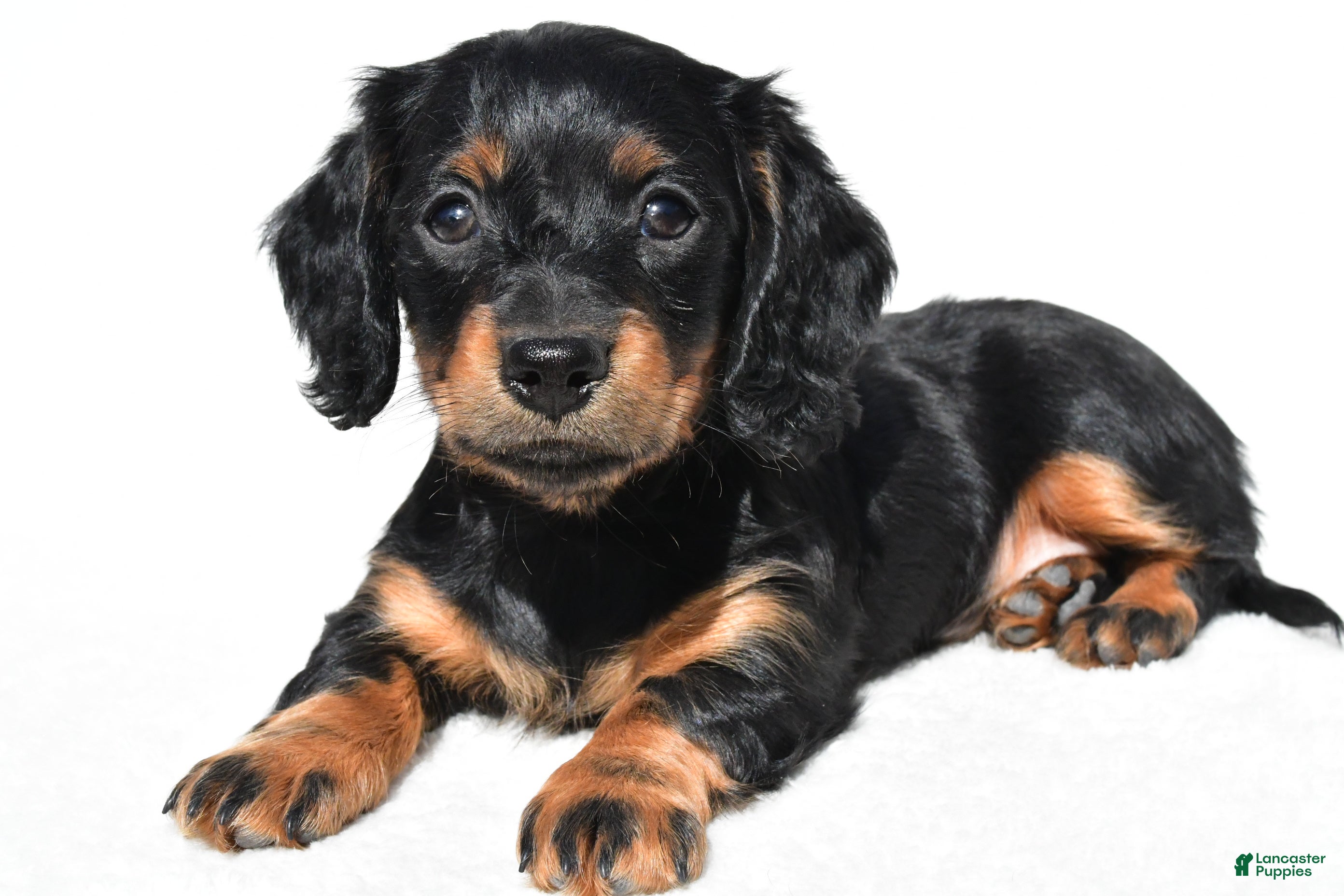 Miniature Dachshund dogs for sale: Anna - Ad 8