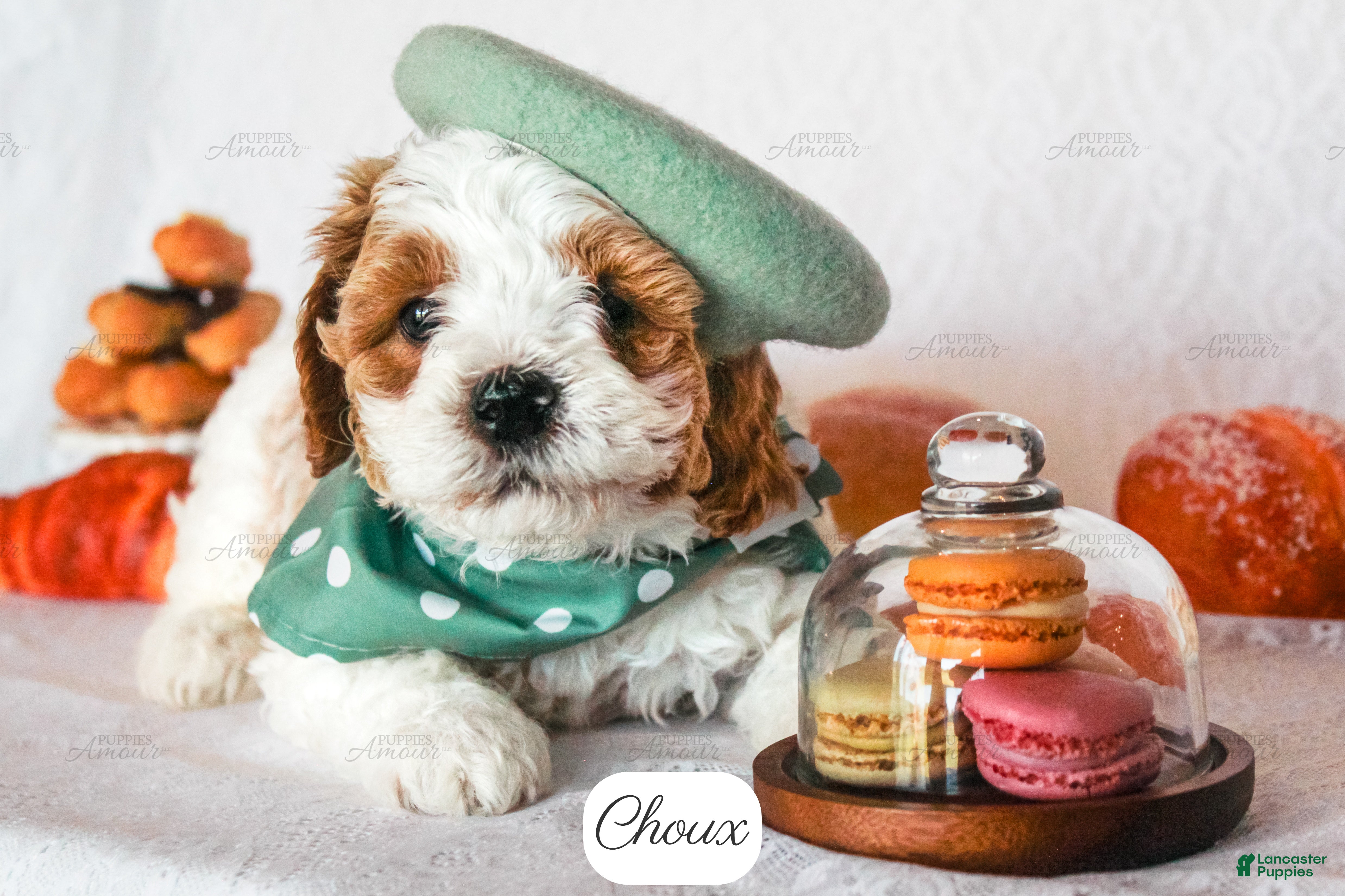 Cavapoo dogs Choux - Ad 1