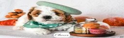 Cavapoo dogs for sale: Choux - Ad 1