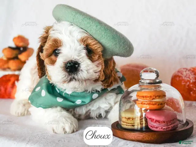 Cavapoo dogs for sale: Choux - Ad 1
