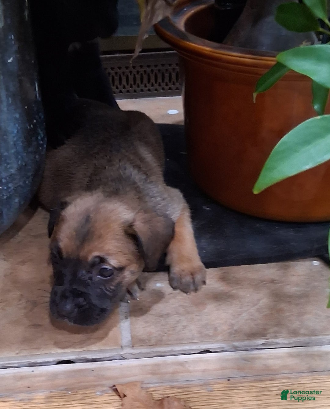 Cane Corso dogs for sale: Cane Corso Puppy 5 - Ad 4