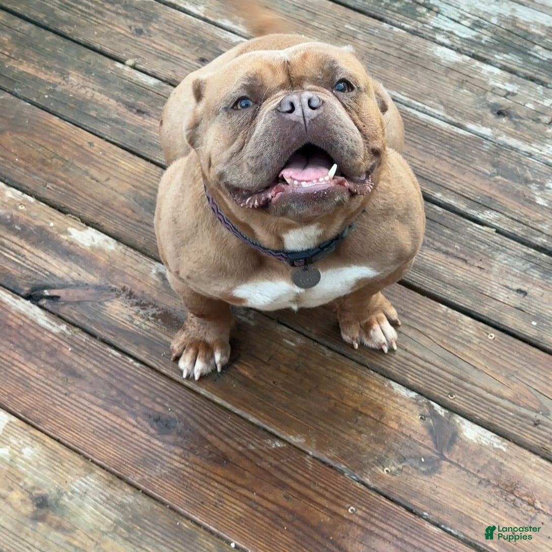 American Bully dogs Saweetie - Ad 1