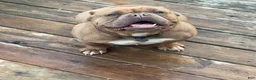 American Bully dogs for sale: Saweetie - Ad 1
