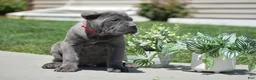 Cane Corso dogs for sale: Clara - Ad 3
