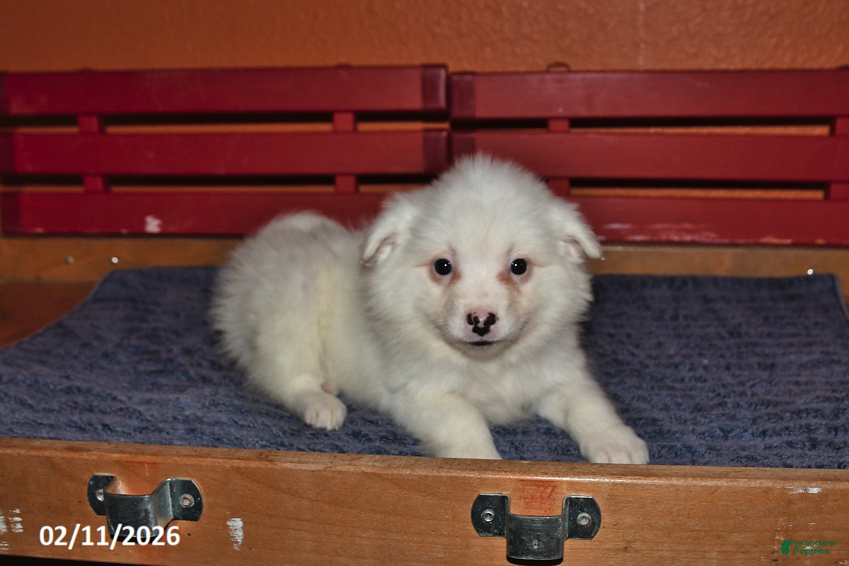 American Eskimo dogs Fluffy - Ad 23