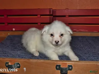 American Eskimo dogs Fluffy - Ad 23