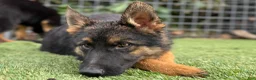 German Shepherd dogs for sale: German Shepherd 4 - Ad 13