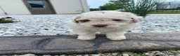 Miniature Poodle dogs for sale: Logan - Ad 3
