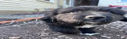 Mixed Breed dogs for sale: Mixed Breed Puppy 5 - Ad 2