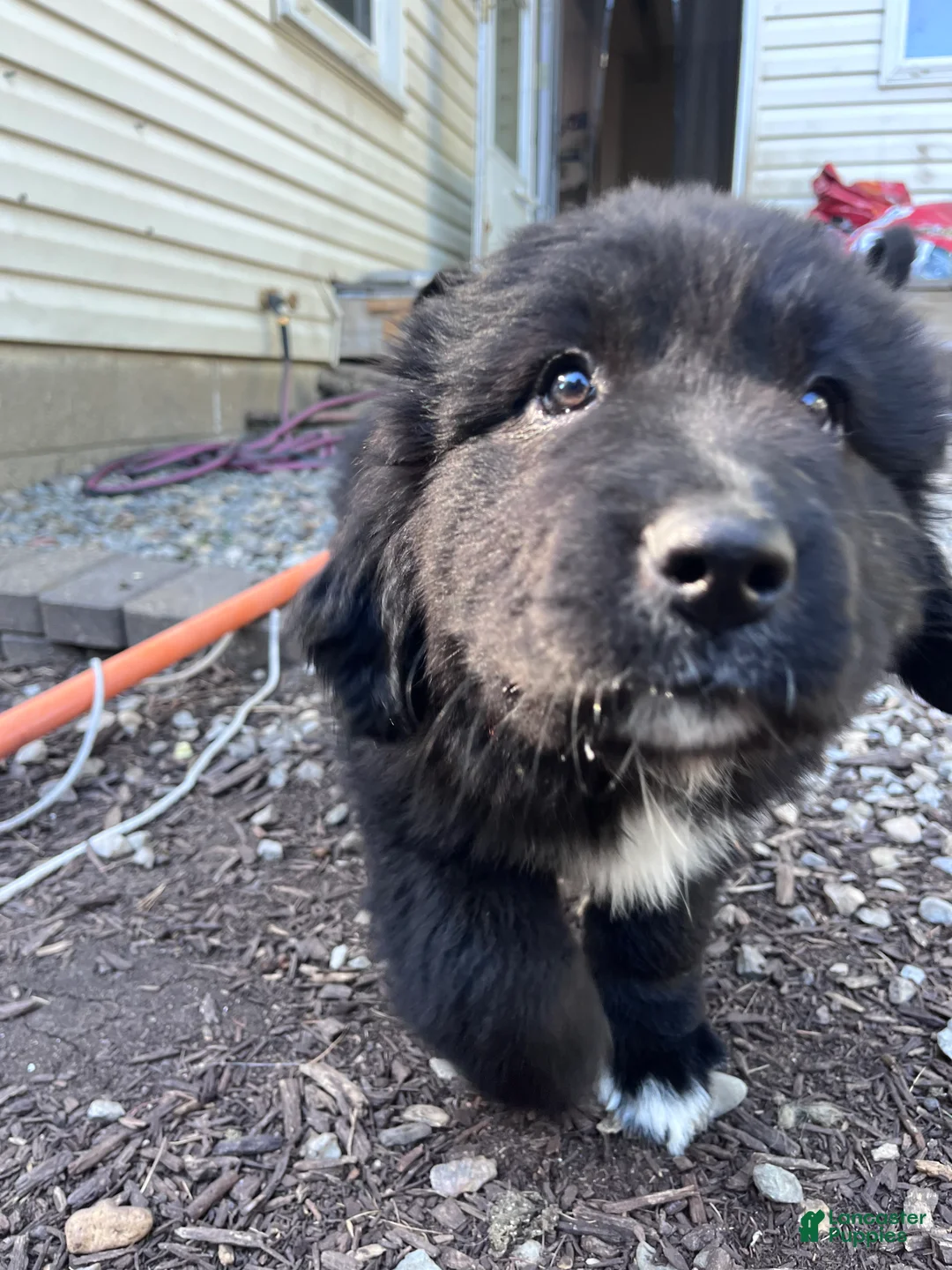 Mixed Breed dogs for sale: Mixed Breed Puppy 5 - Ad 2
