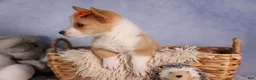 Welsh Corgi Pembroke dogs for sale: Carter  - Ad 18