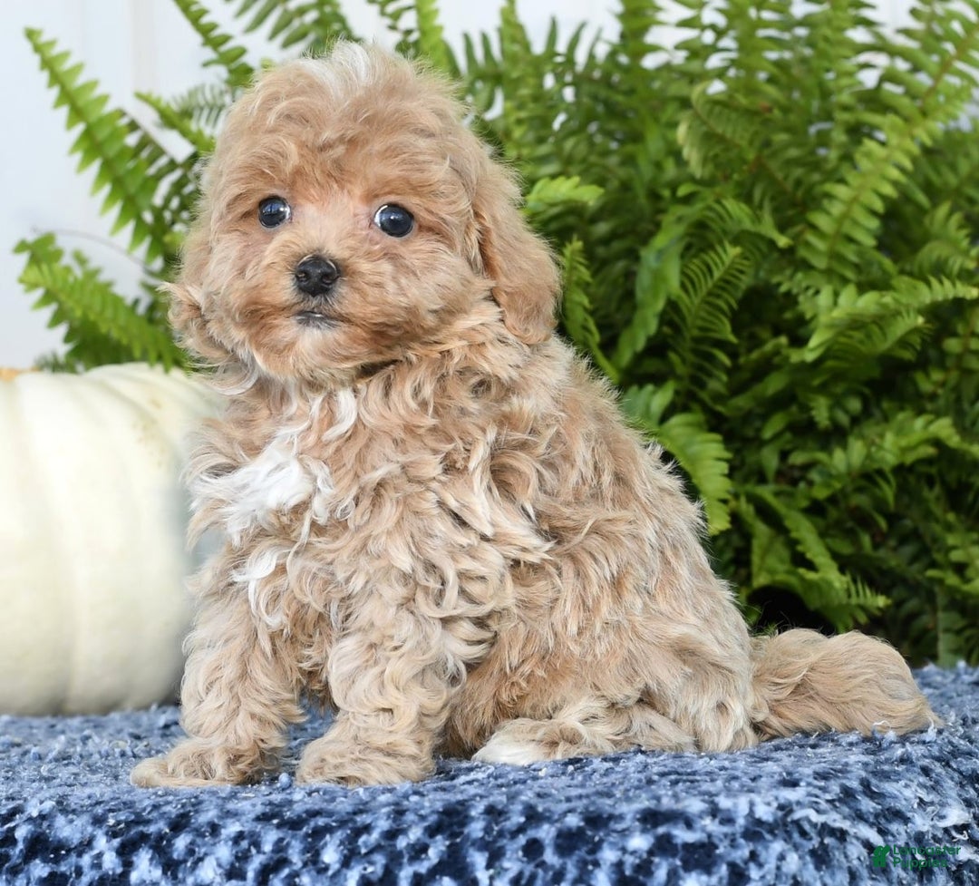 Havapoo dogs for sale: Quinn - Ad 5