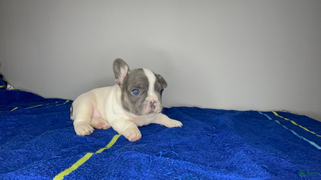 French Bulldog dogs for sale: French Bulldog Puppy 1 - Ad 5