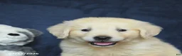 Golden Retriever dogs for sale: Tonya - Ad 5