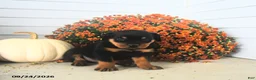 Rottweiler dogs for sale: Paul  - Ad 4