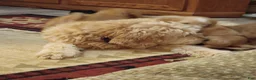 Mini Goldendoodle dogs for sale: Mountain Goldendoodle - Hazel - Ad 27
