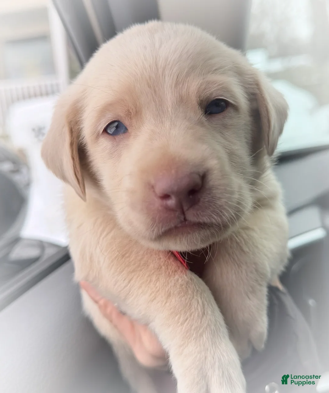Labrador Retriever dogs for sale: Labrador Retriever Puppy 1 - Ad 3