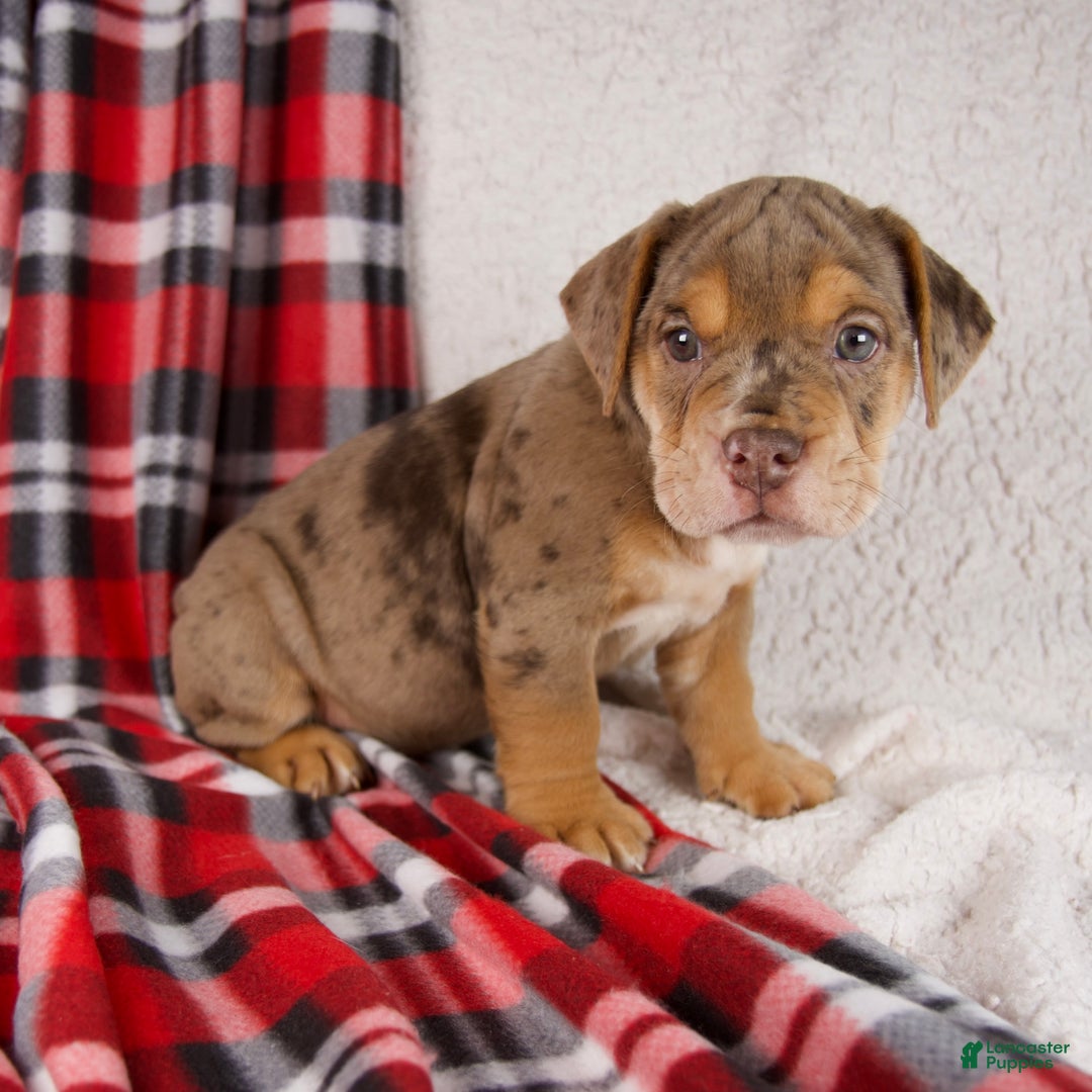 Mixed Breed dogs for sale: Midnight - Ad 1