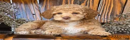 Cockapoo dogs for sale: Hazel - Ad 2