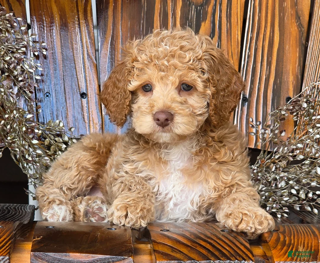 Cockapoo dogs for sale: Hazel - Ad 2