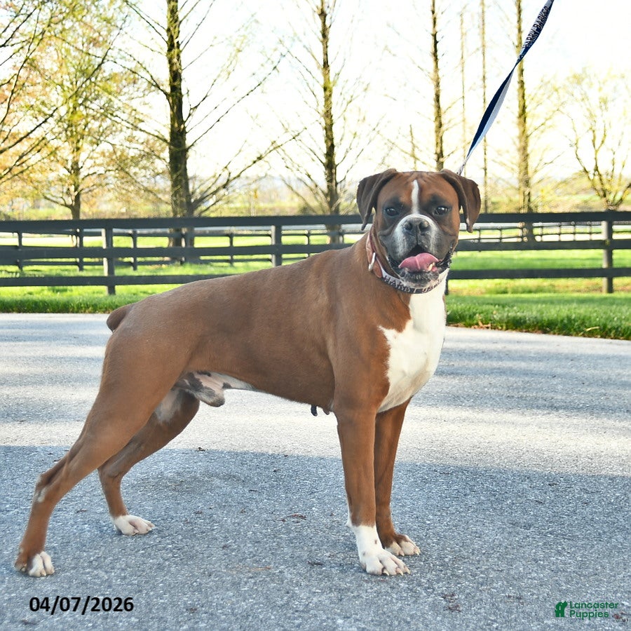 Boxer dogs Pro Winston  - Ad 1