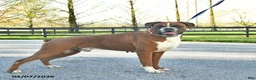 Boxer dogs for sale: Pro Winston  - Ad 4