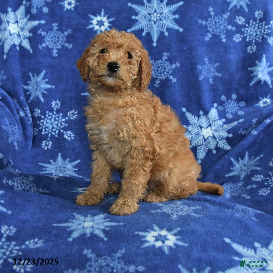 Mini Goldendoodle dogs Eve - Ad 36