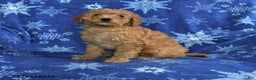 Mini Goldendoodle dogs for sale: Eve - Ad 1