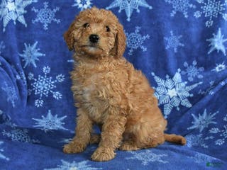 Mini Goldendoodle dogs for sale: Eve - Ad 2
