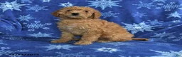 Mini Goldendoodle dogs for sale: Eve - Ad 1