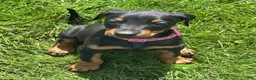 Doberman Pinscher dogs for sale: Doberman Pinscher 3 - Ad 1