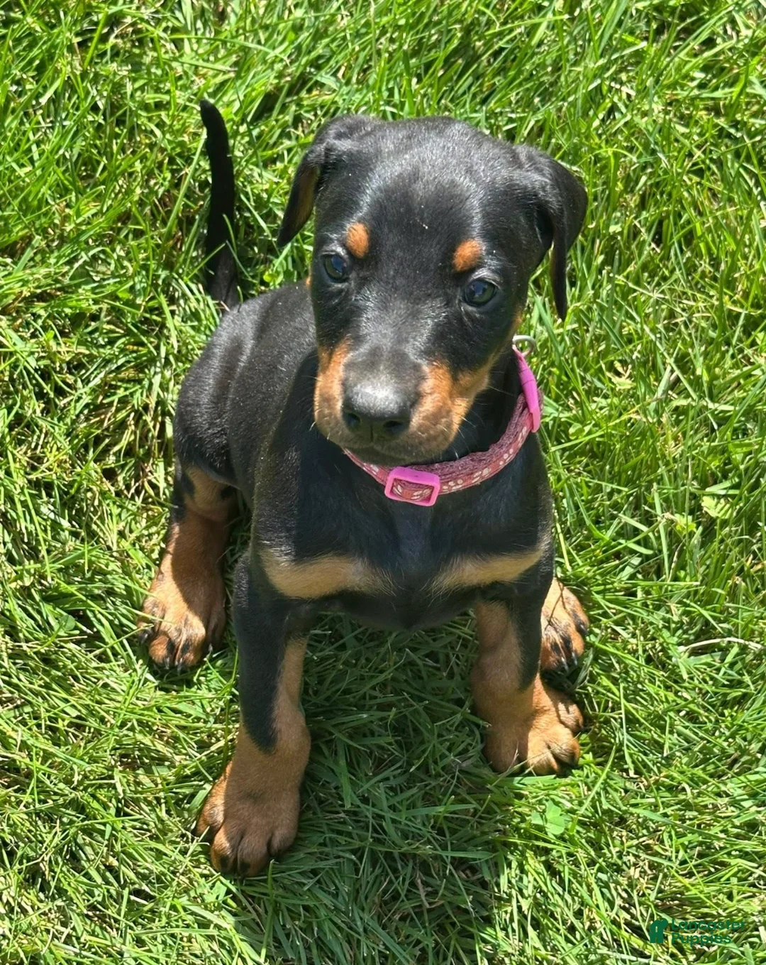 Doberman Pinscher dogs for sale: Doberman Pinscher 3 - Ad 1