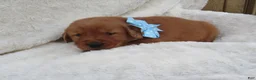 Golden Retriever dogs for sale: LESLIE - Ad 4