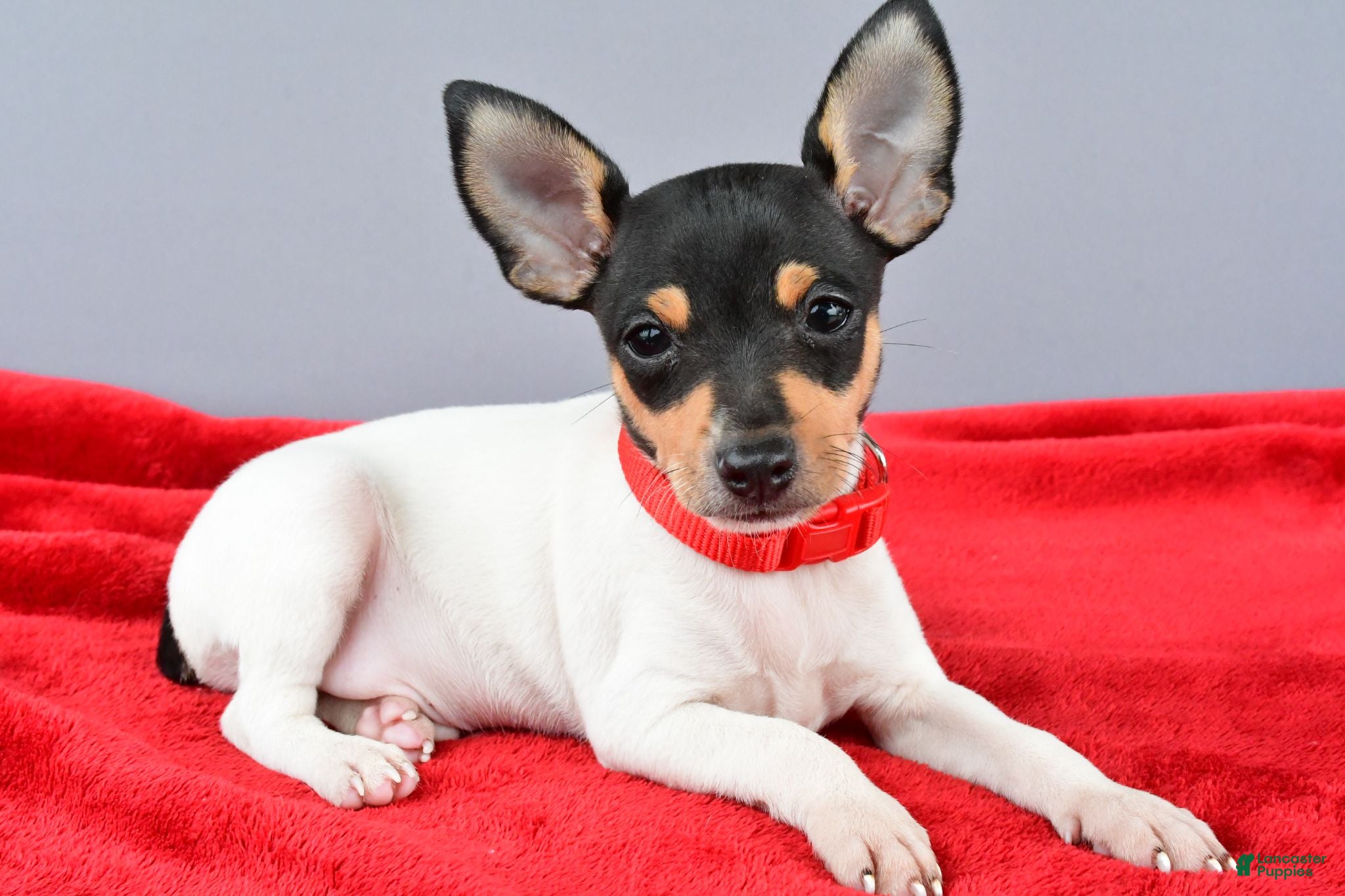 Toy Fox Terrier dogs Duke - Ad 1