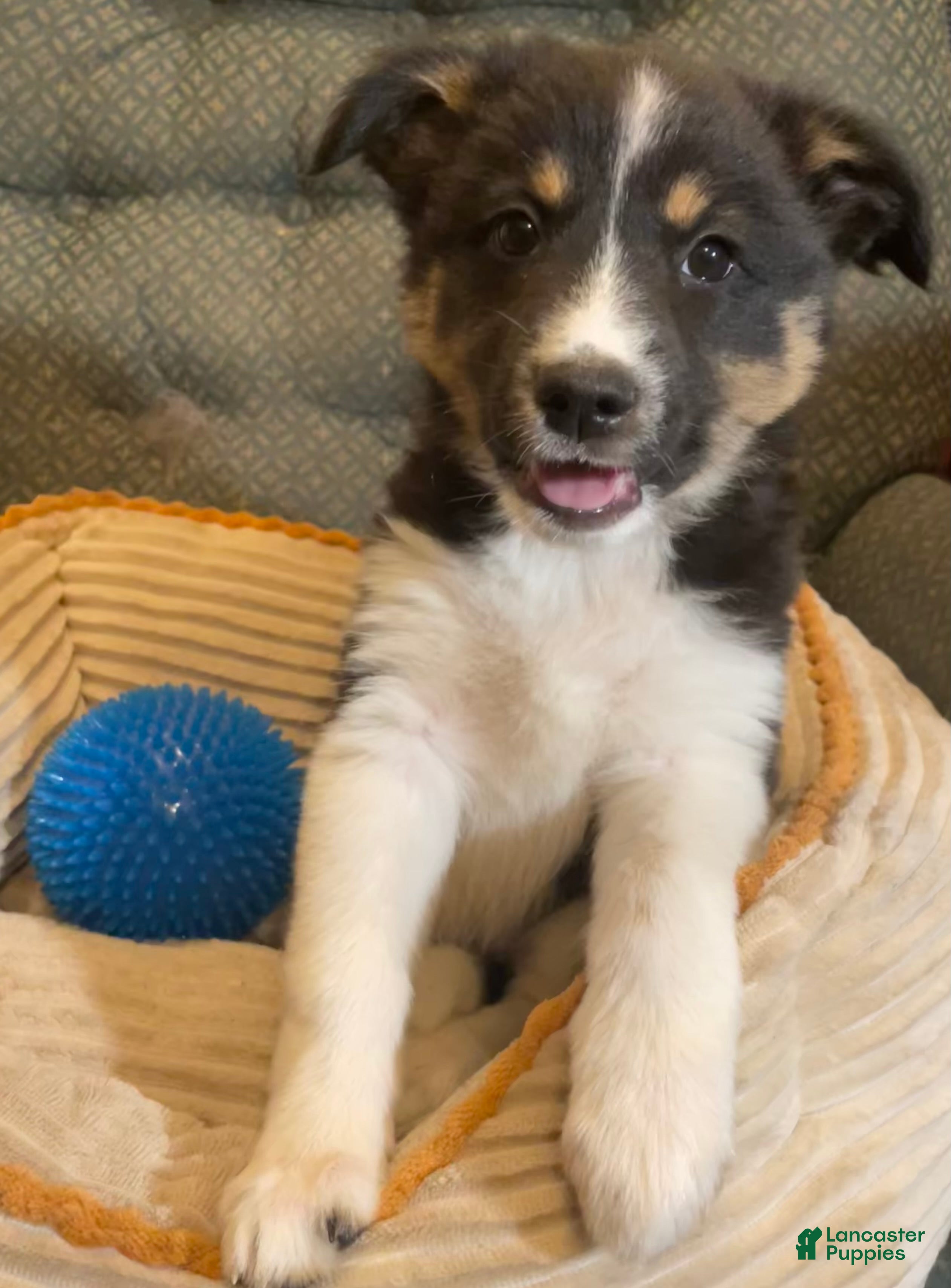 Mixed Breed dogs Dakota  - Ad 16