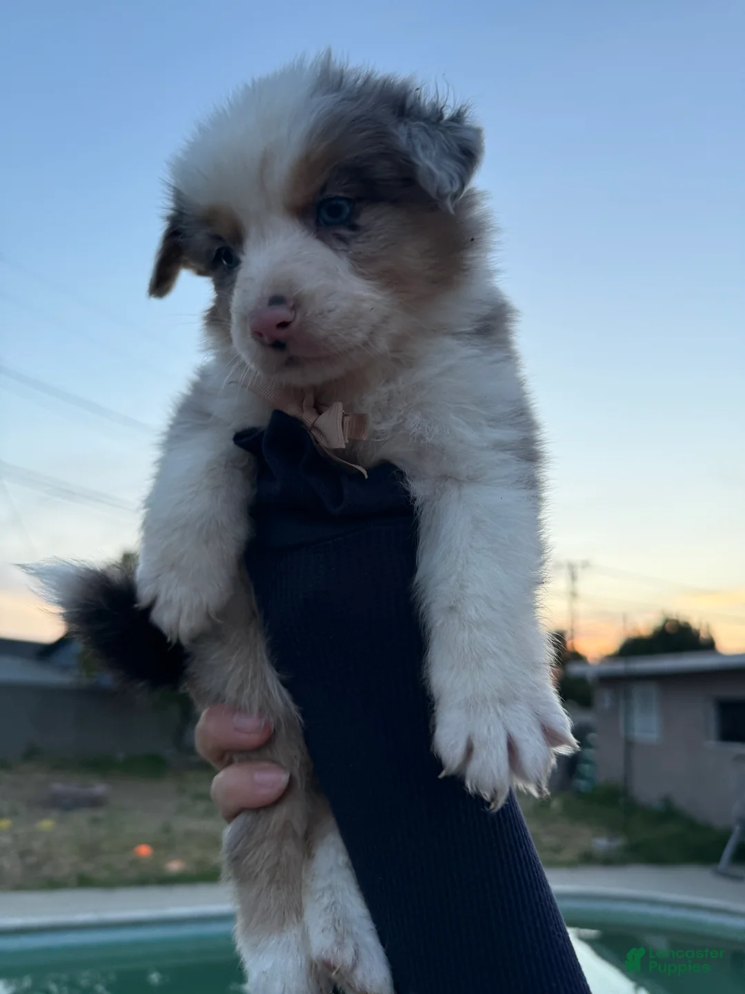 Australian Shepherd dogs for sale: Australian Shepherd Puppy 4 - Ad 2