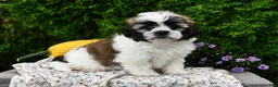 Teddy Bear dogs for sale: Tessa - Ad 5