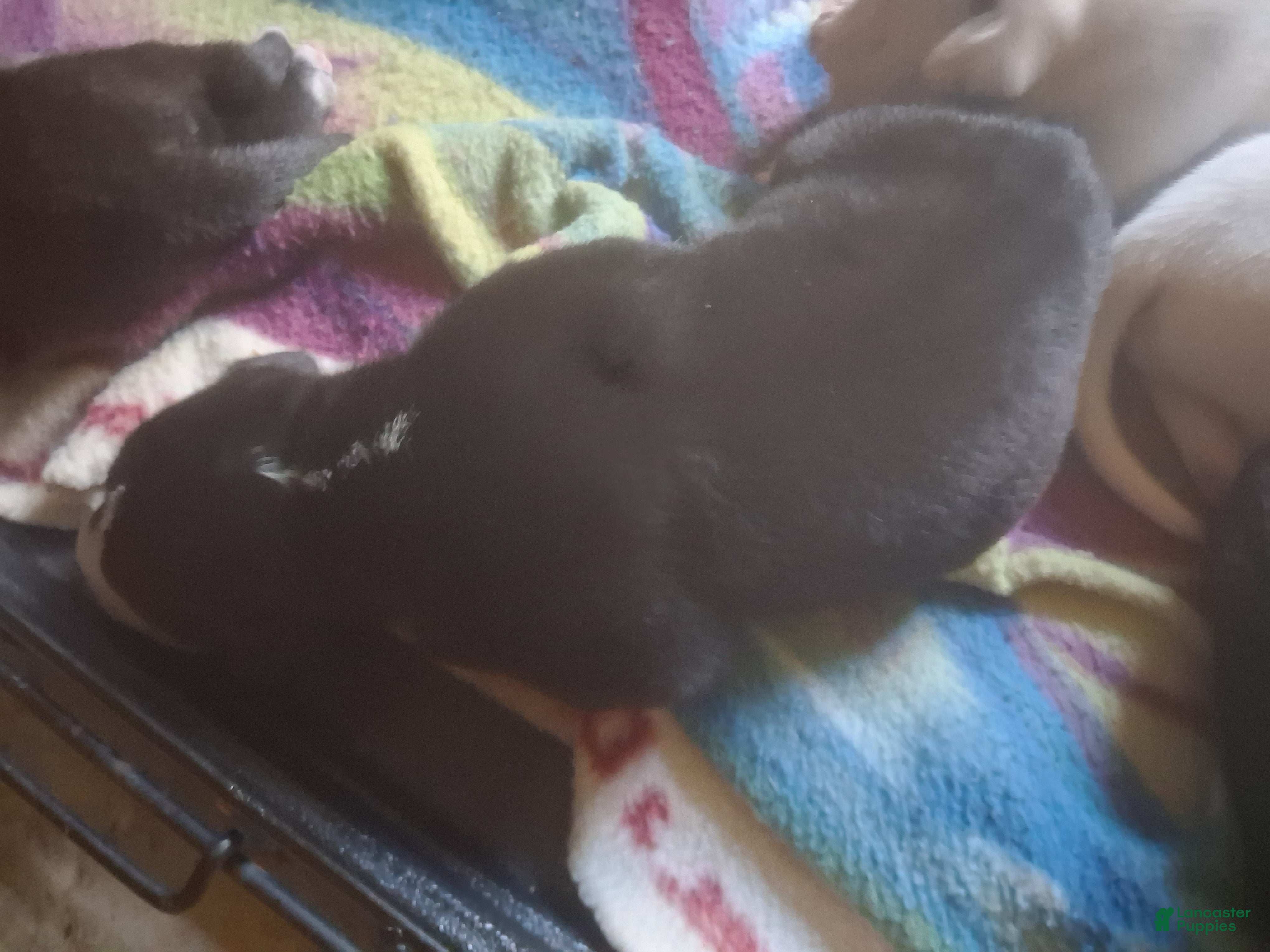Mixed Breed dogs Female puppy 2 - Ad 2