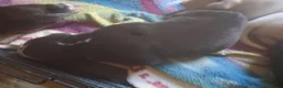 Mixed Breed dogs for sale: Female puppy 2 - Ad 4