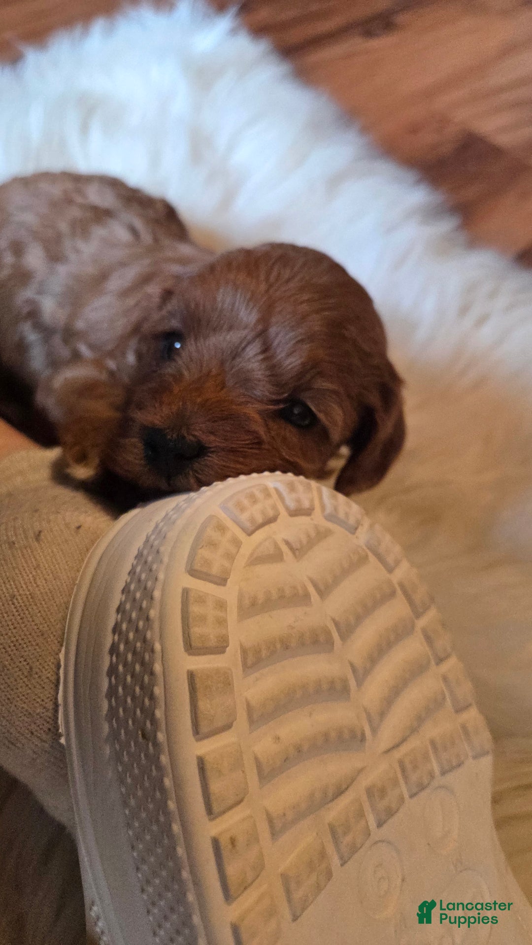 Cavapoo dogs for sale: Jasper - Ad 7