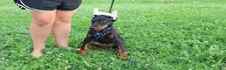 Doberman Pinscher dogs for sale: Doberman Pinscher 4 - Ad 10