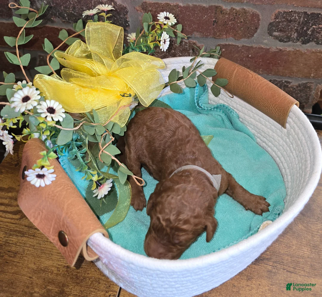 Goldendoodle dogs for sale: Goldendoodle Puppy 8 - Ad 2