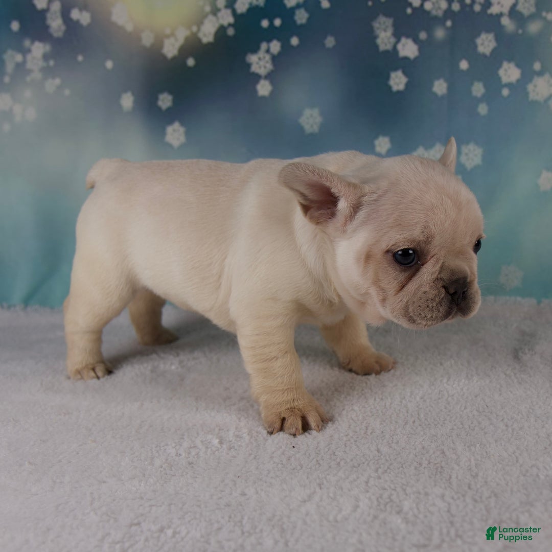 French Bulldog dogs for sale: Molly - Ad 4