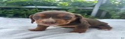 Mixed Breed dogs for sale: Andy - Ad 1